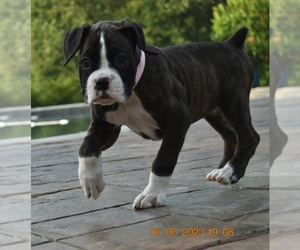 Boxer Puppy for Sale in MAYSVILLE, Georgia USA
