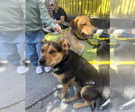 Small #38 Labrador Retriever Mix