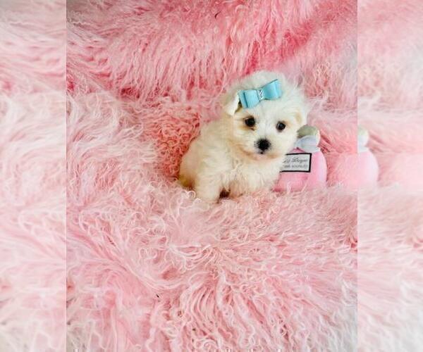 Medium Photo #5 Maltese Puppy For Sale in BOSTON, MA, USA