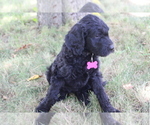 Puppy Glory Goldendoodle