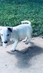 Small Photo #1 Bull Terrier Puppy For Sale in OKLAHOMA CITY, OK, USA