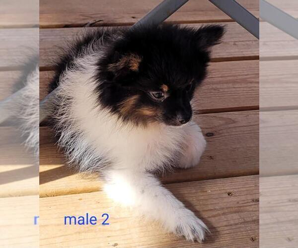Medium Photo #4 Pomeranian Puppy For Sale in CONKLIN, NY, USA