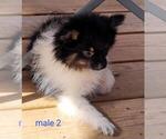 Small #3 Pomeranian