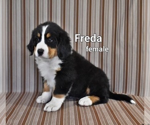 Bernese Mountain Dog Puppy for sale in BRIDGEWATER, VA, USA