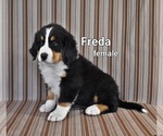 Image preview for Ad Listing. Nickname: Litter of 7