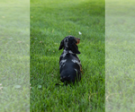 Small #5 Dachshund