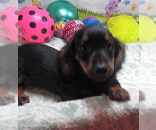 Medium Photo #5 Dachshund Puppy For Sale in RATTAN, OK, USA
