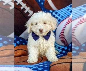 Cock-A-Poo-Poodle (Miniature) Mix Puppy for sale in LINCOLN UNIV, PA, USA