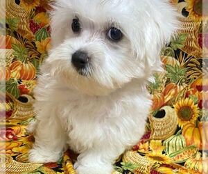 Maltese Puppy for sale in JONESTOWN, TX, USA