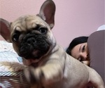 Small Photo #11 French Bulldog Puppy For Sale in EMORY, TX, USA