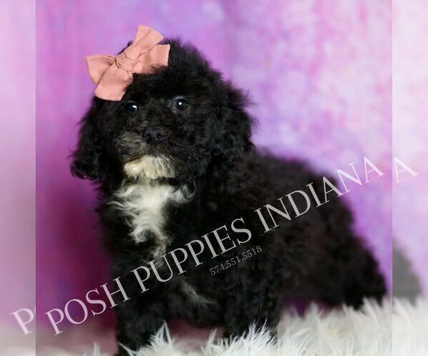 Medium Photo #71 Poodle (Toy) Puppy For Sale in WARSAW, IN, USA