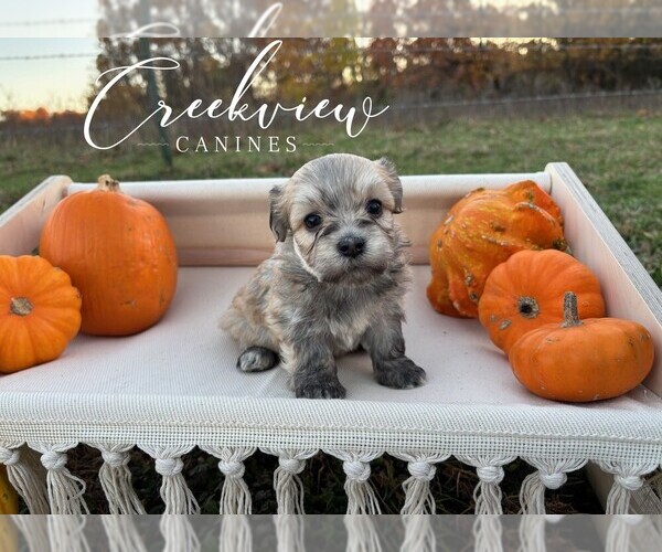 Medium Photo #10 Havanese Puppy For Sale in NIANGUA, MO, USA
