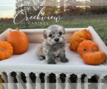 Small #2 Havanese