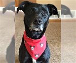 Small Photo #1  Puppy For Sale in , 