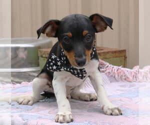 Rat Terrier Dogs for adoption in Bandera, TX, USA