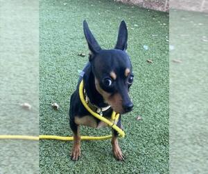 Miniature Pinscher Dogs for adoption in Derwood, MD, USA