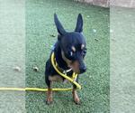 Small Miniature Pinscher