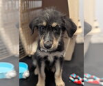Small #4 Mutt