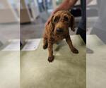 Small Goldendoodle (Miniature)