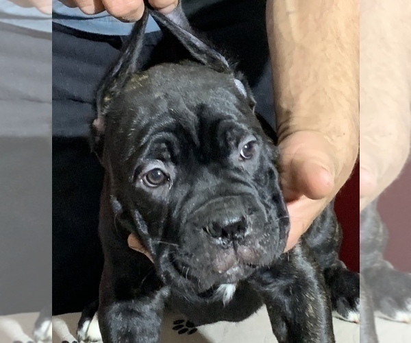 Medium Photo #94 Cane Corso Puppy For Sale in COTTAGE GROVE, OR, USA