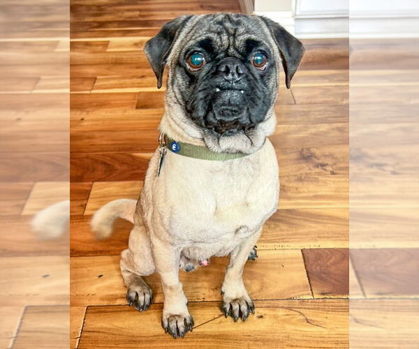 Medium Photo #5 Pug Puppy For Sale in Corona, CA, USA