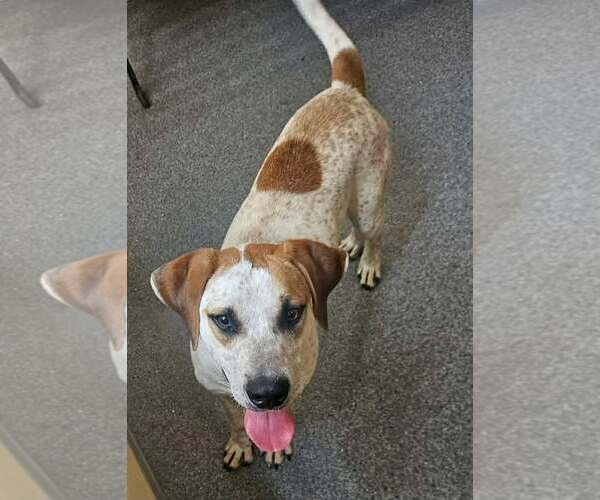 Medium Photo #1 Mutt Puppy For Sale in Low Moor, VA, USA