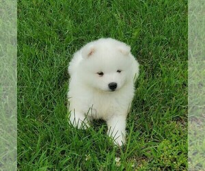 Medium Samoyed