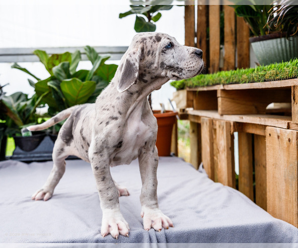 Medium Photo #31 Great Dane Puppy For Sale in WAKARUSA, IN, USA