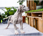 Small #30 Great Dane