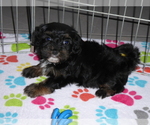Small Photo #1 Poovanese Puppy For Sale in ORO VALLEY, AZ, USA