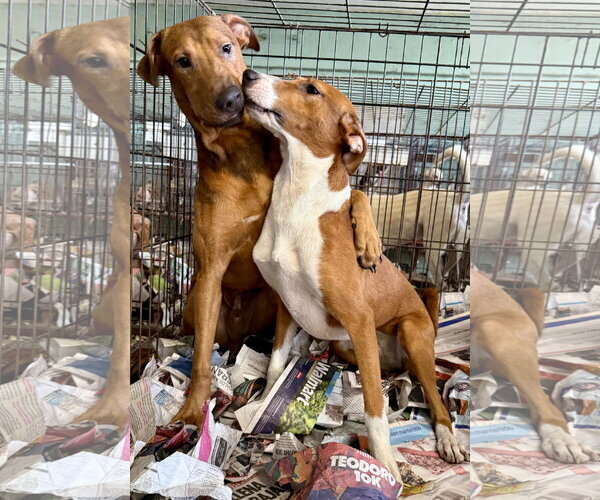 Medium Photo #5 Rhodesian Ridgeback-Vizsla Mix Puppy For Sale in Virginia Beach, VA, USA
