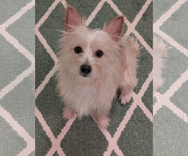 Medium Photo #3 Mutt Puppy For Sale in Greensboro, NC, USA