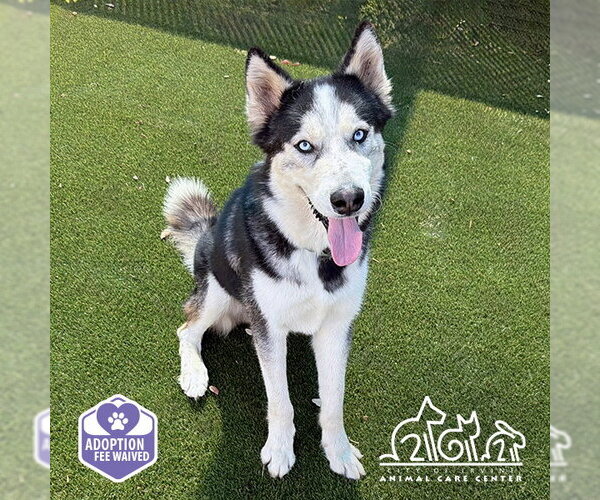 Medium Photo #2 Siberian Husky Puppy For Sale in Irvine, CA, USA