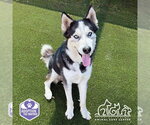 Small #1 Siberian Husky