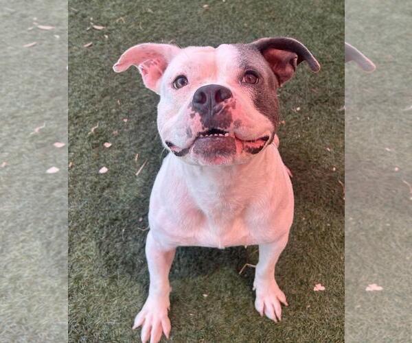 Medium Photo #2 American Pit Bull Terrier-Unknown Mix Puppy For Sale in Rockwall, TX, USA
