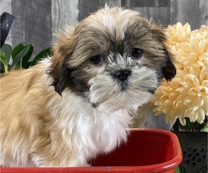 Shih Tzu Puppy for sale in CANOGA, NY, USA