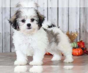 Zuchon Puppy for sale in MOUNT VERNON, OH, USA