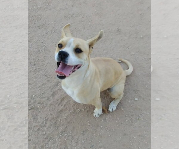Medium Photo #2 Beagle-Unknown Mix Puppy For Sale in Apple Valley, CA, USA