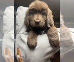 Small Photo #1 Newfoundland Puppy For Sale in SCOTTS, MI, USA