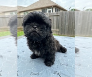 Shih Tzu Puppy for sale in WILLIS, TX, USA
