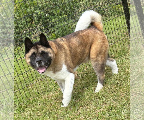 Medium Photo #1 Akita Puppy For Sale in Virginia Beach, VA, USA