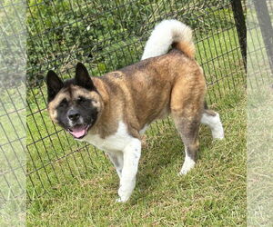 Akita Dogs for adoption in Virginia Beach, VA, USA