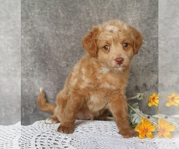 Medium Photo #2 Miniature Labradoodle Puppy For Sale in FREDERICKSBG, OH, USA