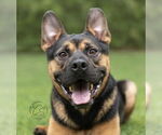 Small #2 French Bulldog Mix