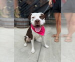 Small #16 American Pit Bull Terrier Mix