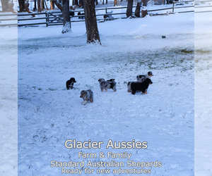 Australian Shepherd Litter for sale in KILA, MT, USA