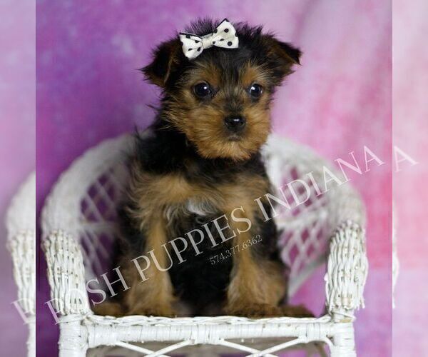 Medium Photo #3 Yorkshire Terrier Puppy For Sale in WARSAW, IN, USA