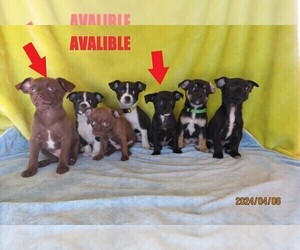 Rat-Cha Puppy for sale in CHERRY VALLEY, IL, USA