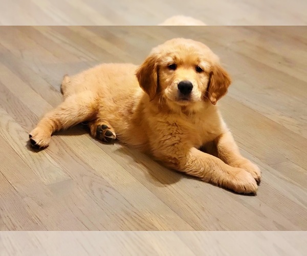 Medium Photo #1 Golden Retriever Puppy For Sale in MOUNT VERNON, IN, USA