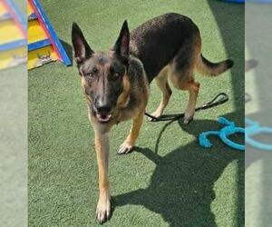 German Shepherd Dog-Unknown Mix Dogs for adoption in Rockwall, TX, USA